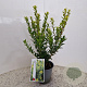 Ilex maximowicziana kanehirae 30-40 cm 2,5L