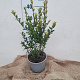 Ilex maximowicziana kanehirae 30-40 cm 3,0L