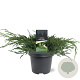 Juniperus squamata 'Blue Carpet' 40-50 cm 5,0L