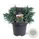 Juniperus squamata 'Blue Star' 25-30 cm 5,0L