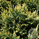 Juniperus squamata 'Holger' 30-40 cm 5,0L
