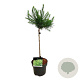 Larix decidua 'Globus' 40 cm stam 5,0L