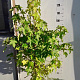 Liquidambar styraciflua 100-125 cm 7,5L solitair