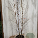 Liquidambar styraciflua 200-225 cm 35L solitair