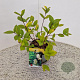 Lonicera fragrantissima 25-30 cm 2,5L