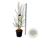 Magnolia loebneri 'Wildcat' 150-175 cm cont. 55L extra