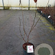 Magnolia soulangeana 40-50 cm 5,0L
