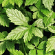 Gynostemma pentaphyllum GM P13