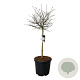 Magnolia stellata 90 cm stam cont. 55L extra