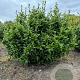Mahoberberis 'Dart's Desire' 125-150 cm met kluit struik