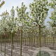 Malus baccata 'Street Parade' 12-14 HO draadkluit