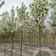 Malus baccata 'Street Parade' 12-14 HO draadkluit
