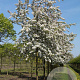 Malus 'Professor Sprenger' 25-30 HO draadkluit 250 cm stam