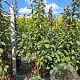 Malus 'Red Obelisk' 175-200 cm 35L solitair meerstammig