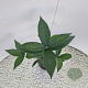 Osmanthus armatus 40-50 cm 2,5L