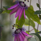 Passiflora 'Amethyst' 150-175 cm vierkant rond 5,5L