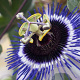Passiflora 'Damsel's Delight' 80 cm rozenpot 2L
