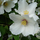 Philadelphus floridus GM P9