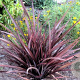 Phormium 'Amazing Red' 30-40 cm 5,0L