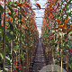 Photinia fraseri 'Camilvy' 4-6 HO 15L