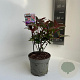 Photinia fraseri Carré Rouge 20-30 cm 2,0L