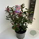 Photinia fraseri Carré Rouge 50-60 cm 5,0L