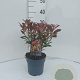 Photinia fraseri Dynamo Red 30-35 cm 2,0L