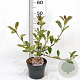 Photinia fraseri Louise 40-50 cm 3,0L