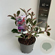 Photinia fraseri Pink Marble 20-30 cm 2,0L