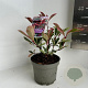 Photinia fraseri Pink Marble 25-30 cm 2,0L