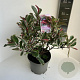 Photinia fraseri Pink Marble 40-50 cm 5,0L