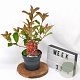 Photinia fraseri Red Light 40-50 cm 3,0L