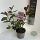Photinia fraseri 'Red Robin' 30-40 cm P17