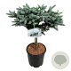 Picea pungens 'Glauca Globosa' 40 cm stam 15L kroon 50-60