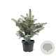 Picea pungens glauca 25-30 cm 3,5L