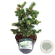 Picea pungens 'Lucky Strike' 25-30 cm