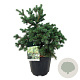 Picea pungens 'Lucky Strike' 50-60 cm 15L