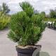 Pinus heldreichii 'Compact Gem' 30-40 cm 7,5L