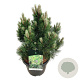 Pinus heldreichii 'Compact Gem' 50-60 cm 15L