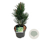 Pinus heldreichii 'Satellit' 30-40 cm 4,5L