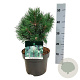 Pinus mugo 'Green Column' 25-30 cm