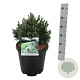 Pinus mugo 'Green Pearl' 30-40 cm 15L