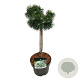 Pinus mugo 'Green Pearl' 40 cm stam 5,0L