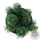 Pinus mugo 'Limerick' 15-20 cm