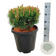 Pinus mugo 'Mops' 30-40 cm 15L