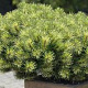 Pinus mugo mugo GM P9