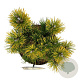 Pinus mugo 'Winter Gold' 20-25 cm