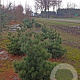 Pinus strobus 'Radiata' 175-200 cm draadkluit solitair