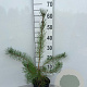 Pinus sylvestris 40-60 cm 2,0L