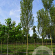 Populus nigra 'Italica' 25-30 HO draadkluit